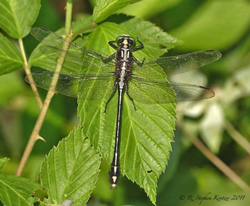 Dromogomphus spinosus, male